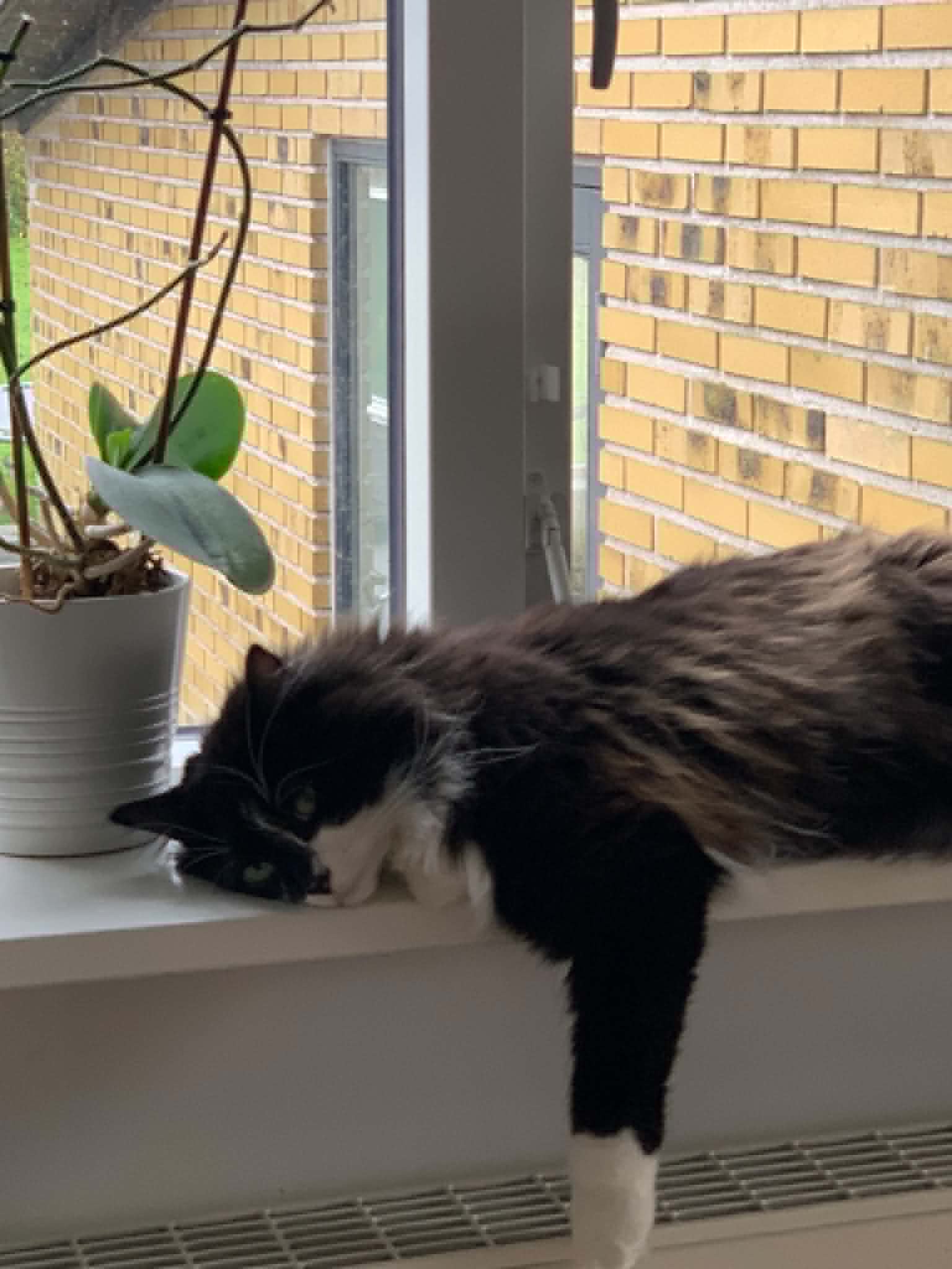 Tarsen sover i vindueskarmen ved orkidéen