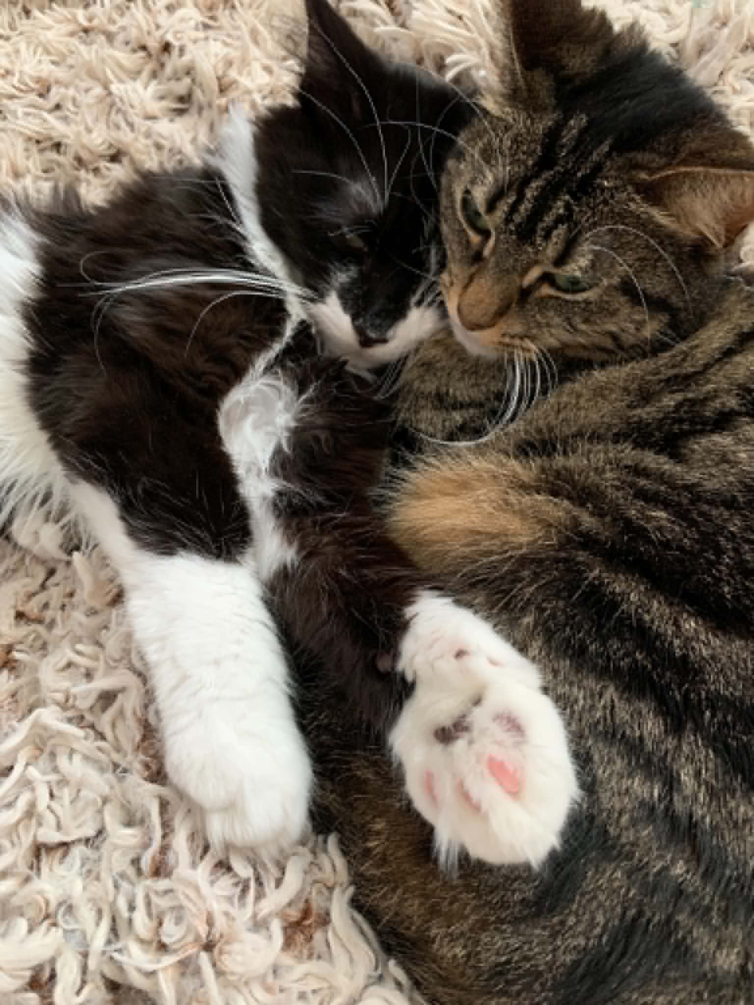 Tarsen og tabbykatten putter tæt sammen
