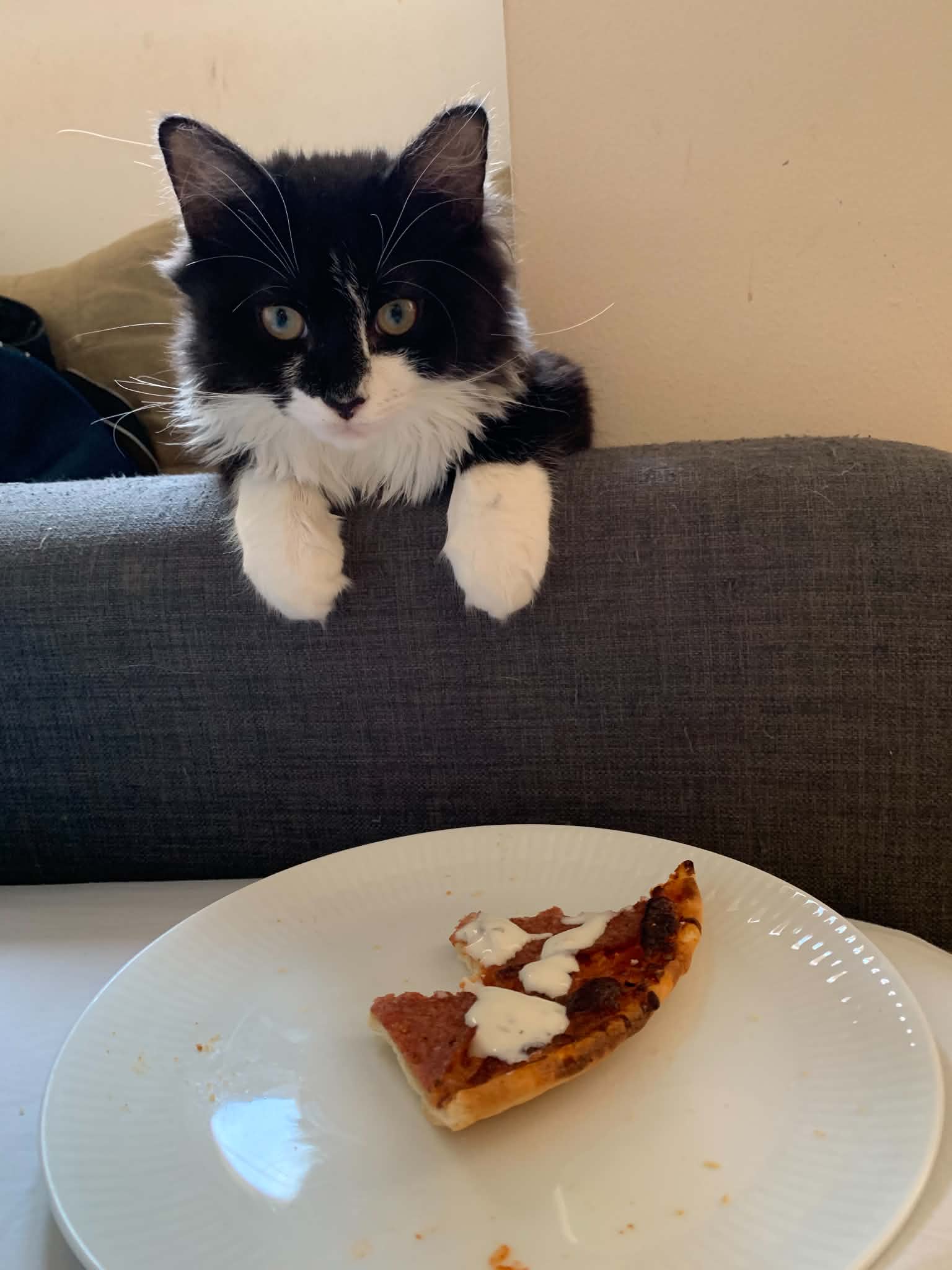 Tarsen kigger på et stykke pizza over sofakanten